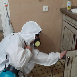 Дезинфекция от муравьев в квартире в Карабаново